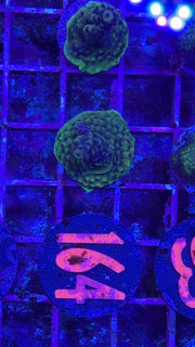 RR Pink Cadillac Acro