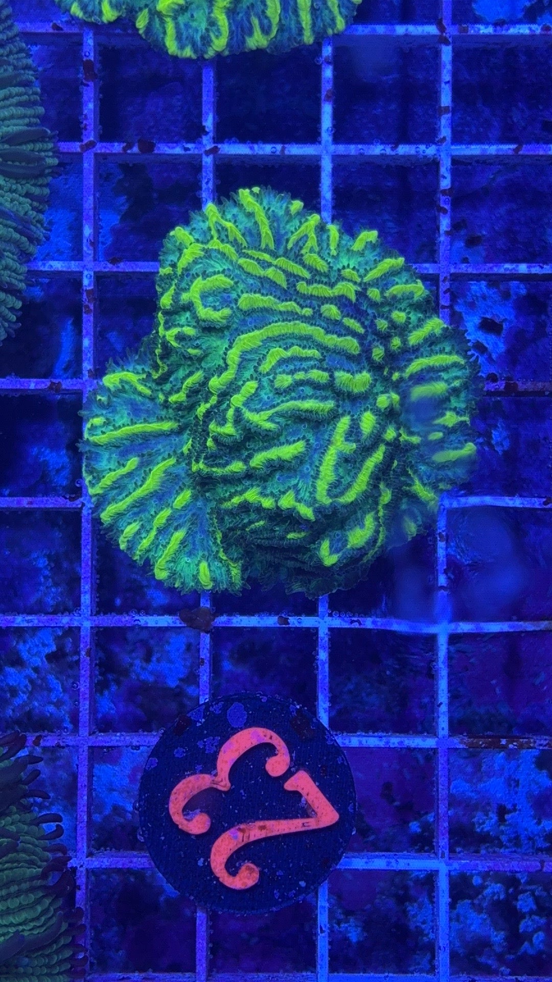 Lemon Lime Hydnophora