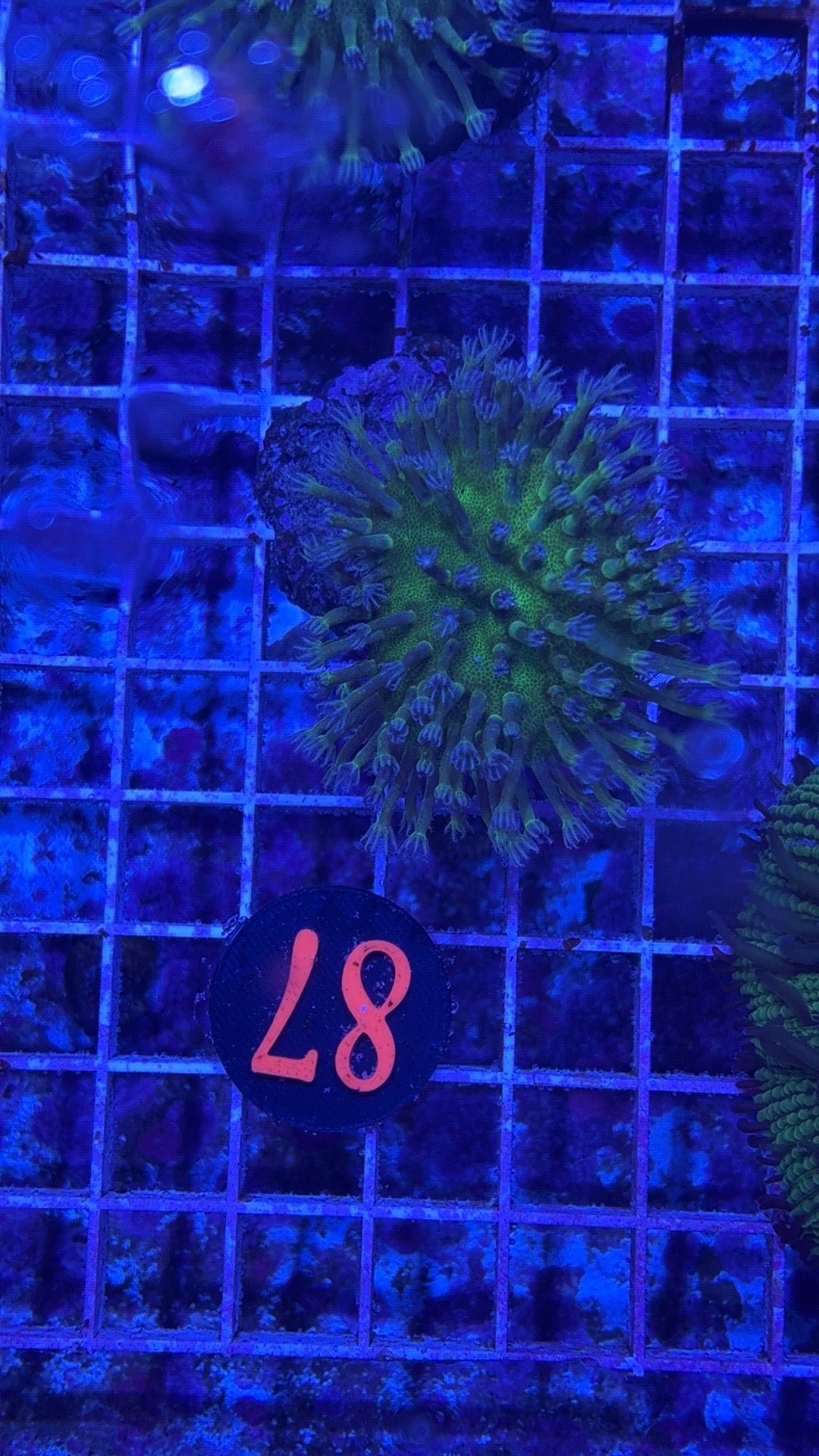 Weeping Willow Leather