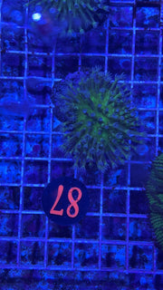 Weeping Willow Leather