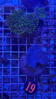 Neon Green Toadstool Leather