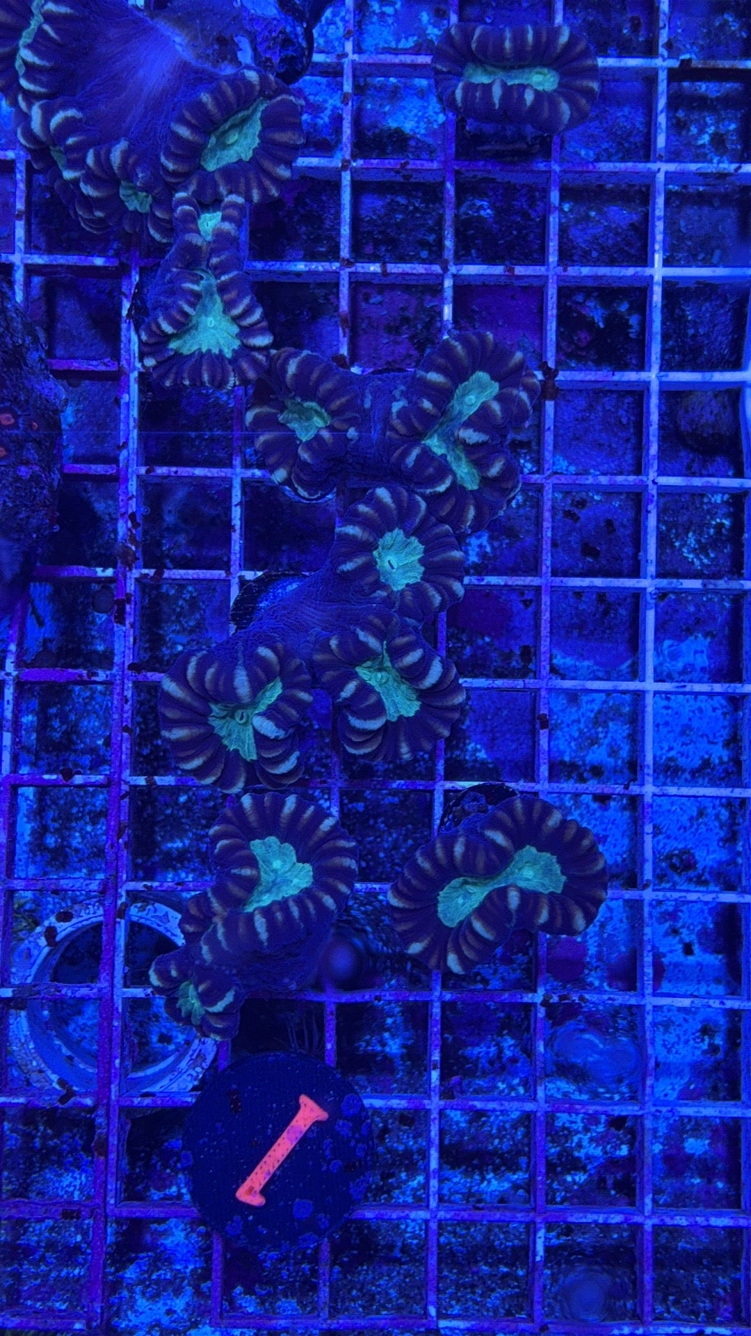 Purple Candy Cane Per Head