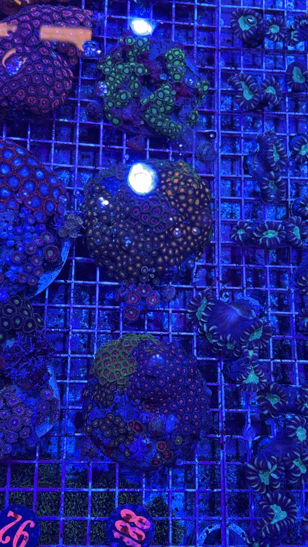 Zoa Rock Combo