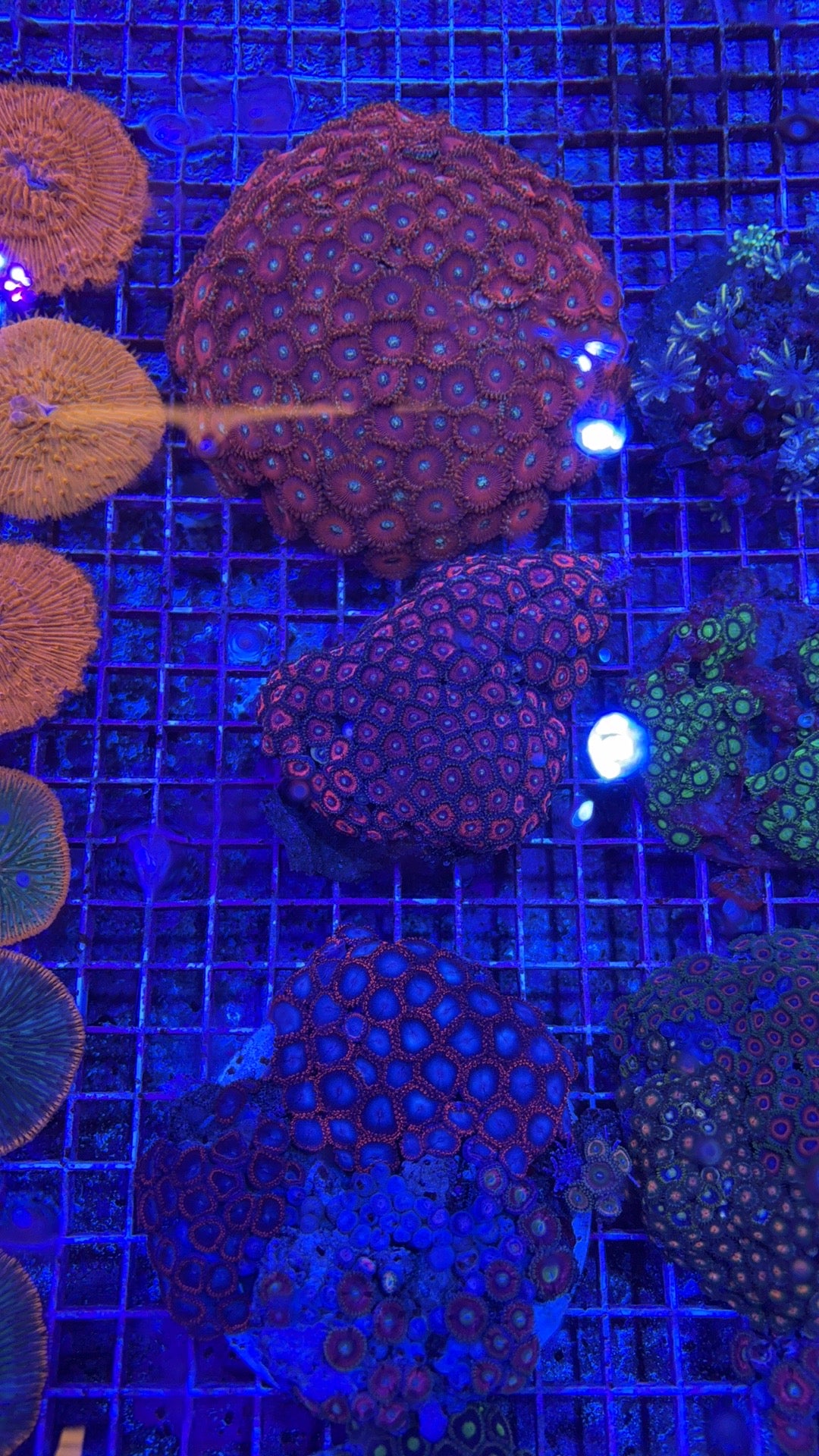 Zoa Rock