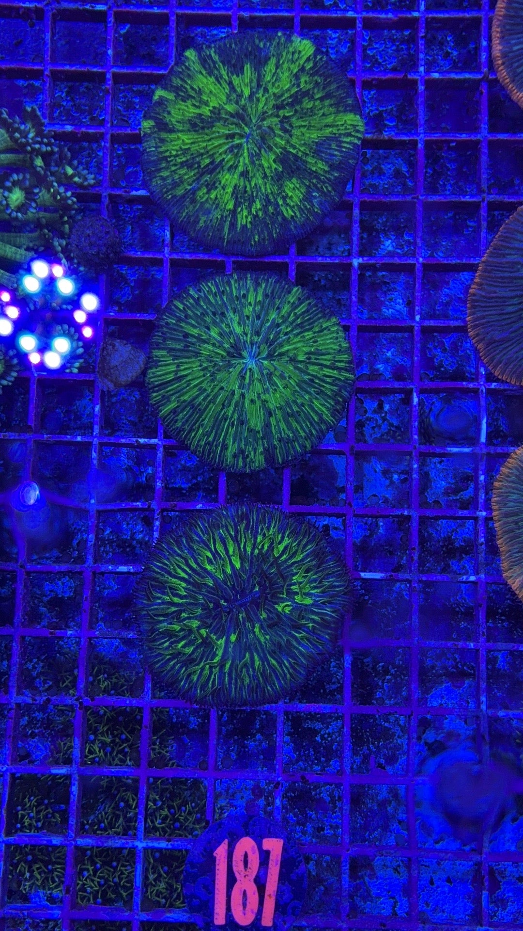 Toxic Splatter Plate