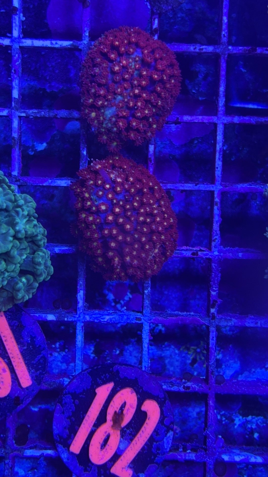 Red Daisy Bernardpora