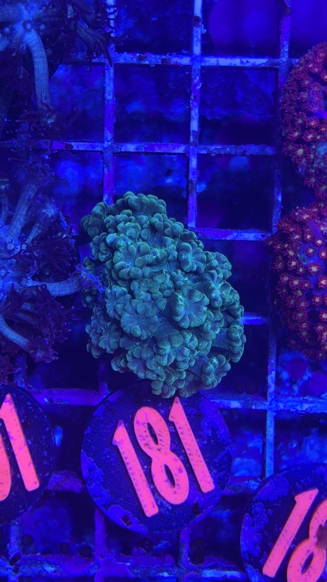 Alveopora Frags