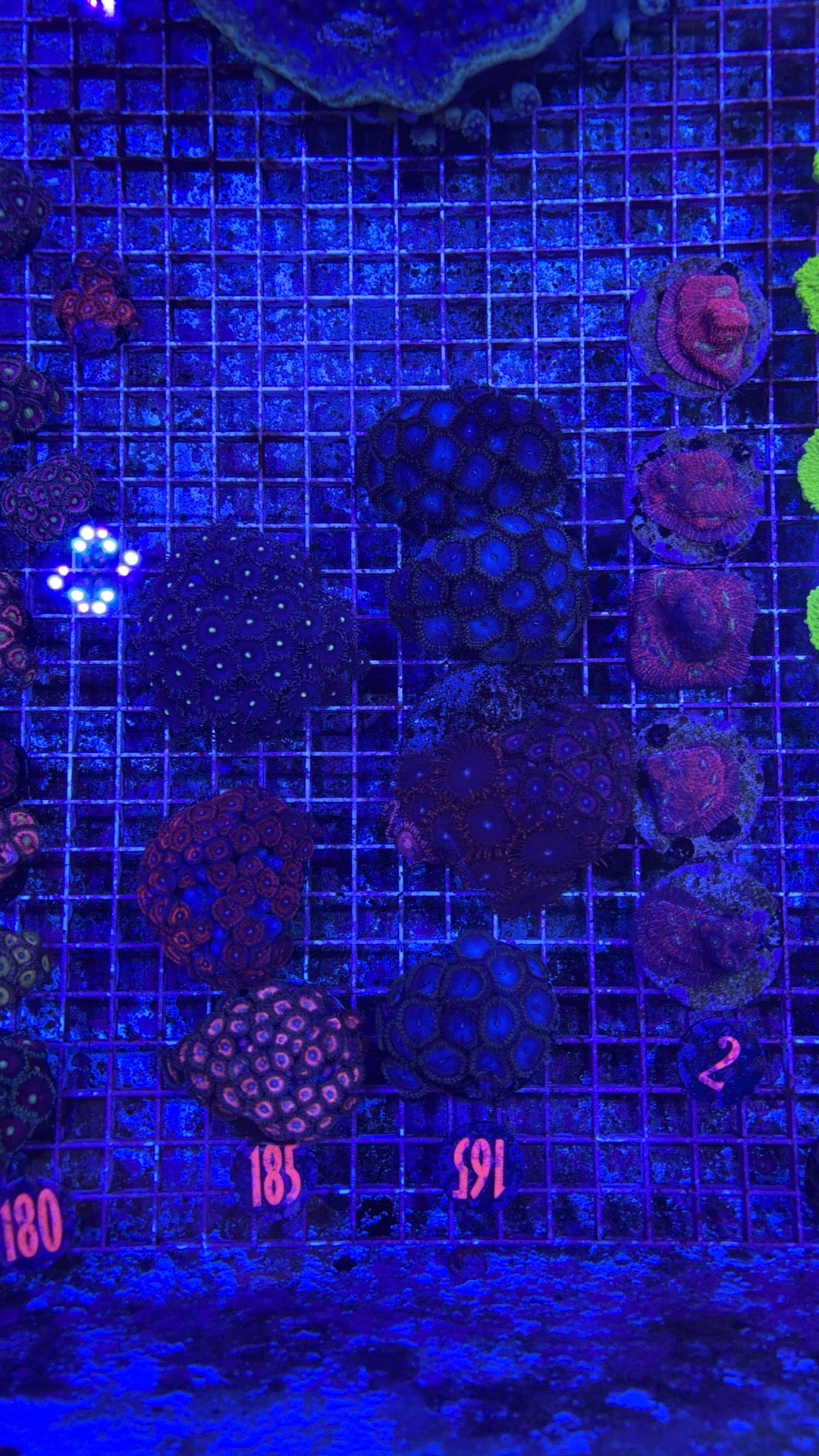 Zoa Mini Colony