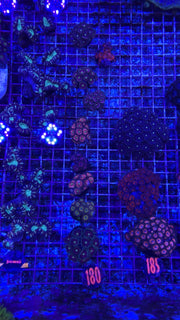 Zoa Frags