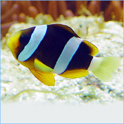 Clarki Clownfish