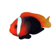 Cinnamon Clownfish