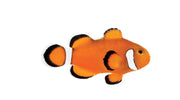 Extreme Misbar Clownfish