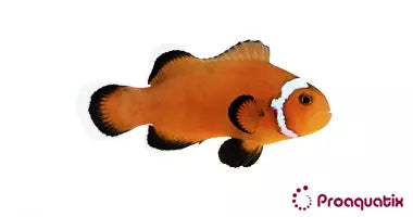 Extreme Misbar Mocha Clownfish