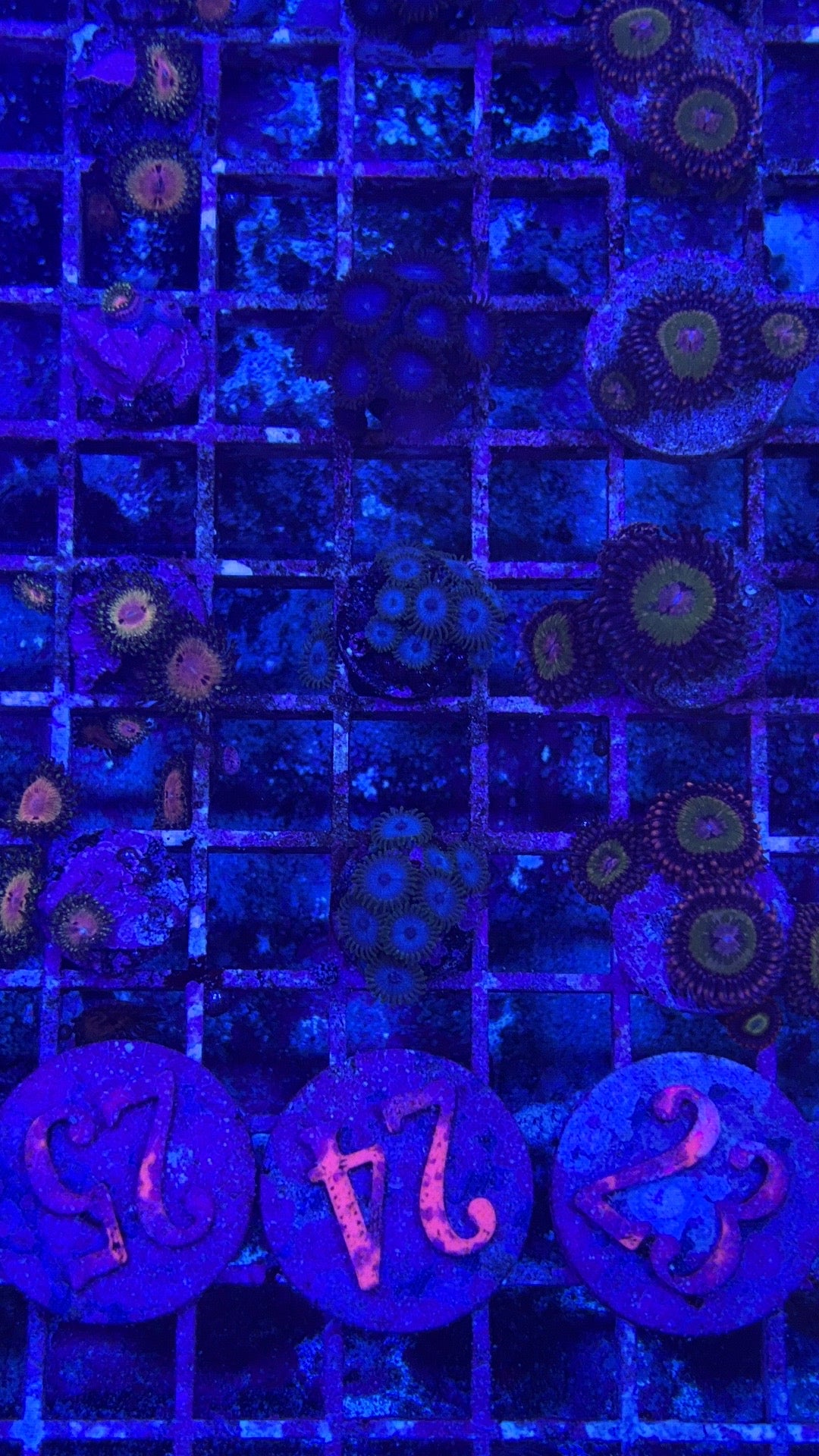 Tubbs Blue Zoanthids