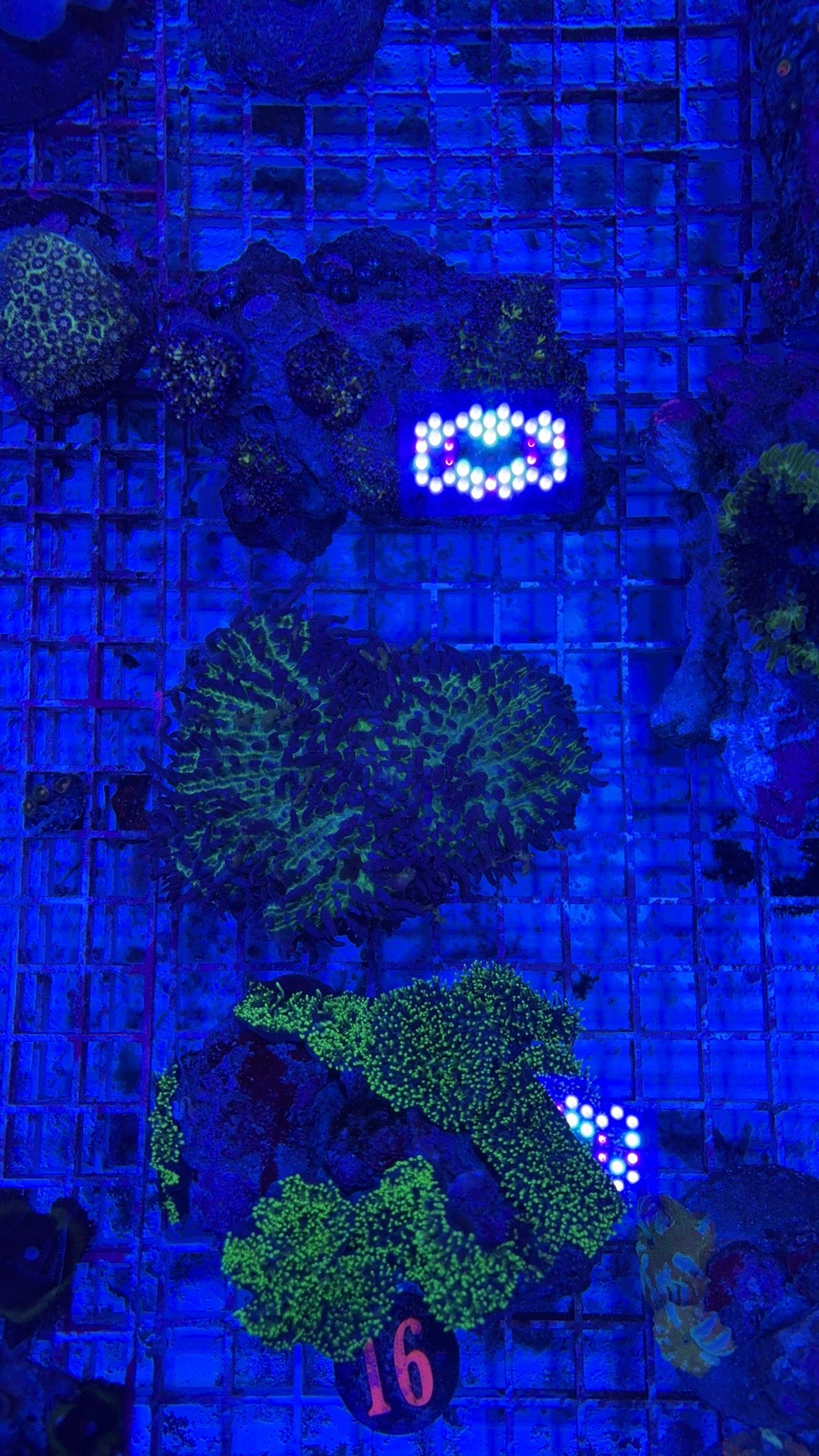 16- Hairy Mushroom Rock