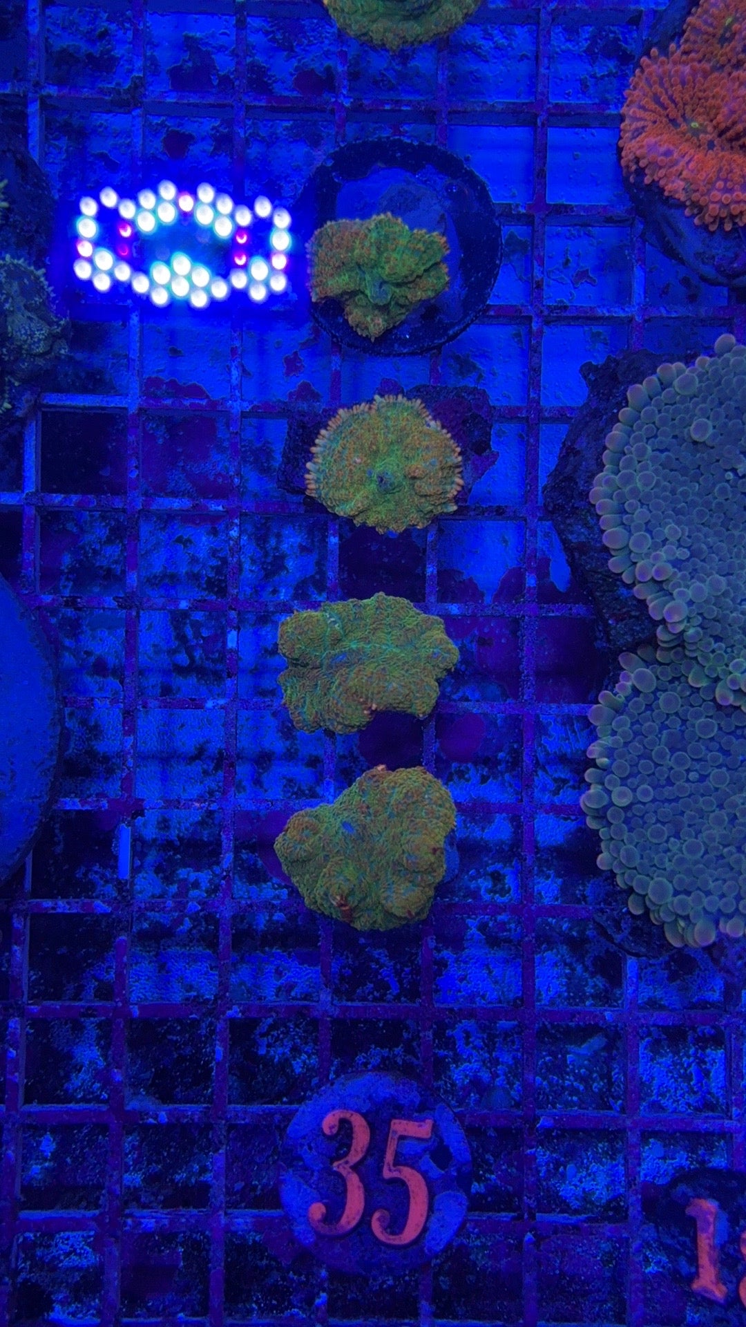 35- Tequila Sunrise Mushroom