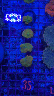 35- Tequila Sunrise Mushroom