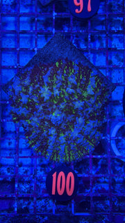 100- The Flash Mushroom