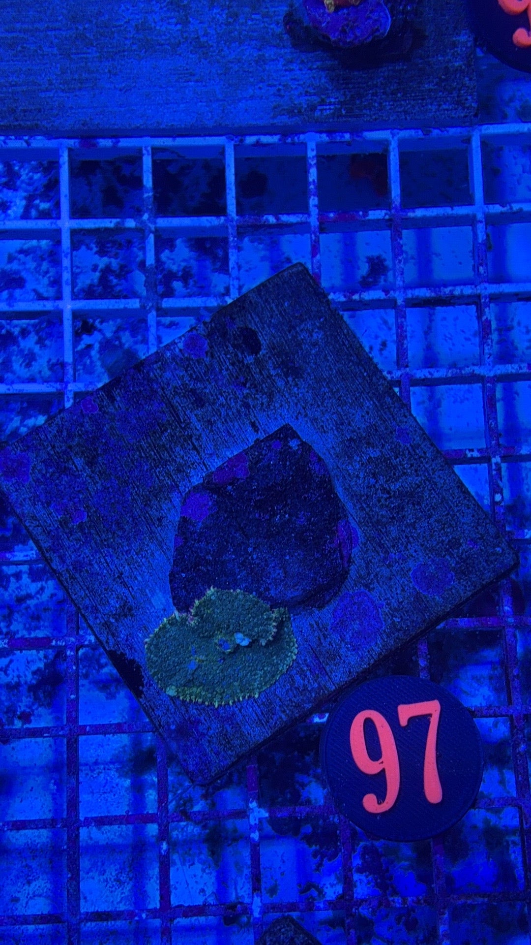 97- Green Camo Bounce Mushroom