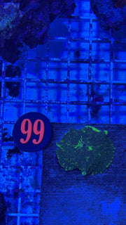 99- Kryptonite Mushroom