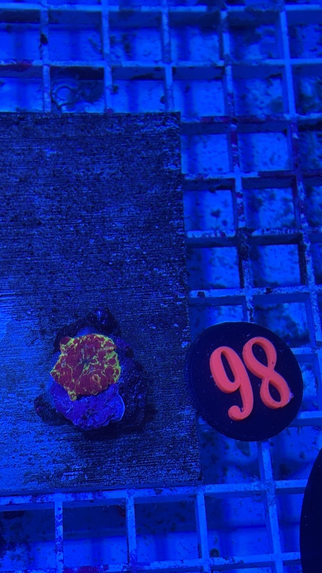 98- Eclectus Mushroom