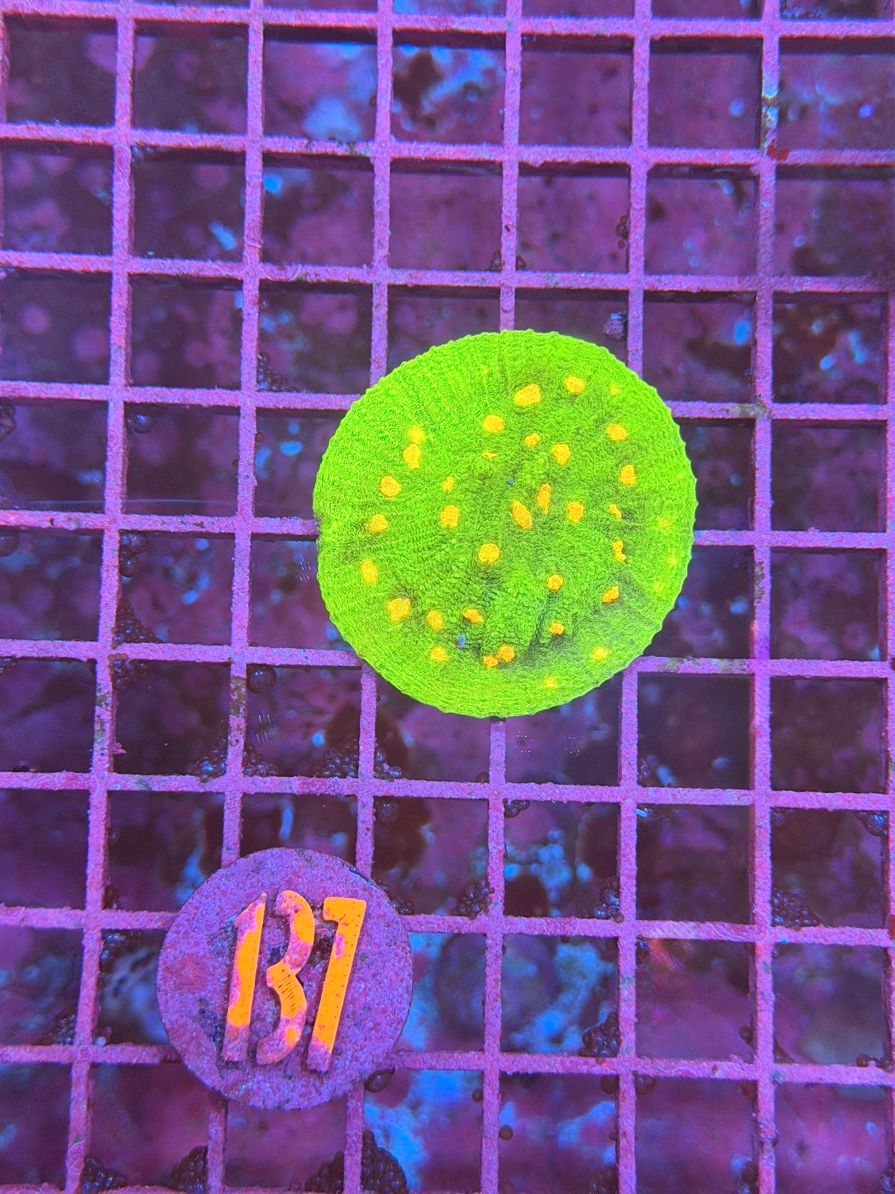 Space Invader Chalice