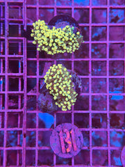 Tonga Gold Torch