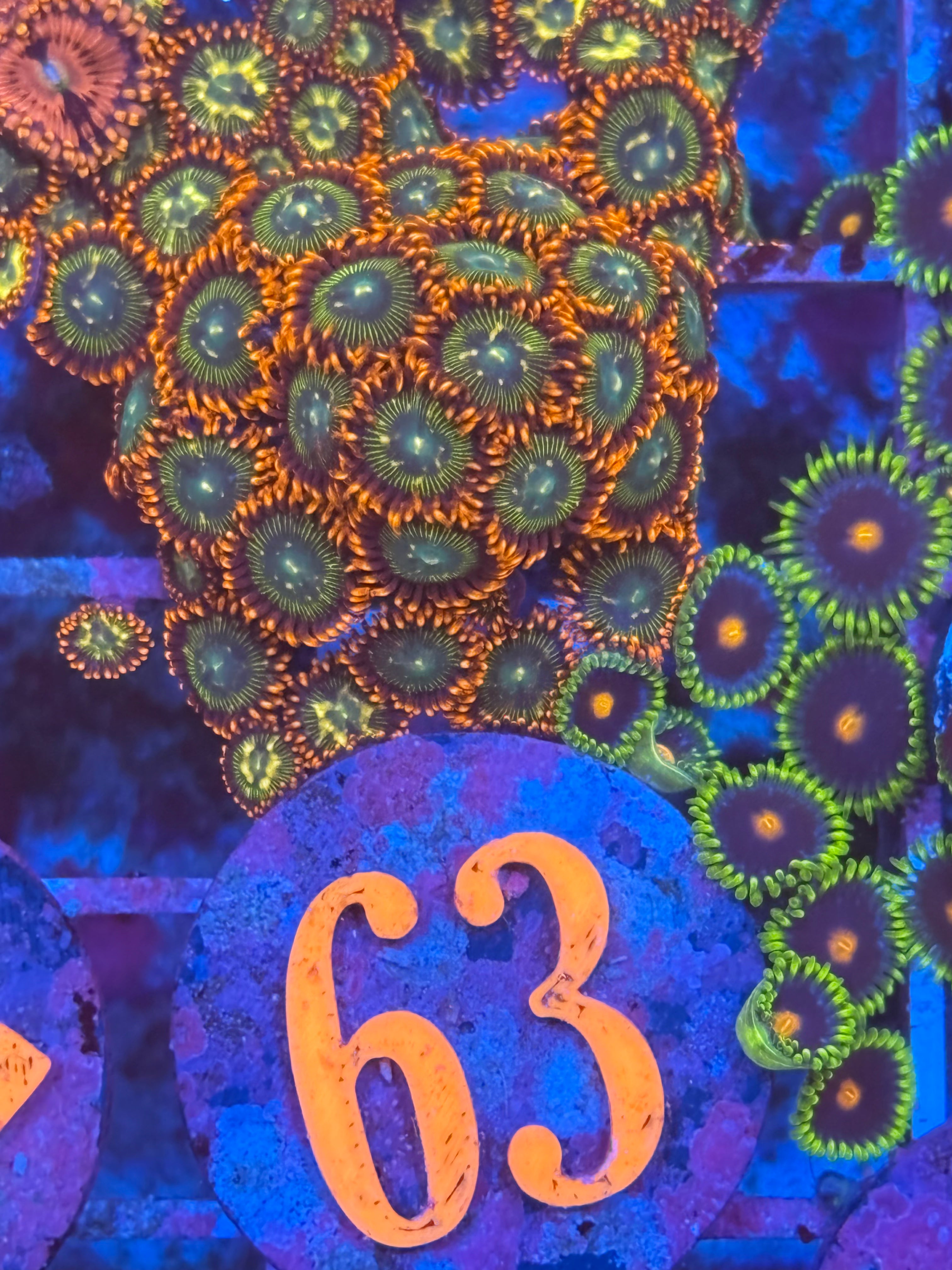 Hydros Cosmic Energy Zoanthids