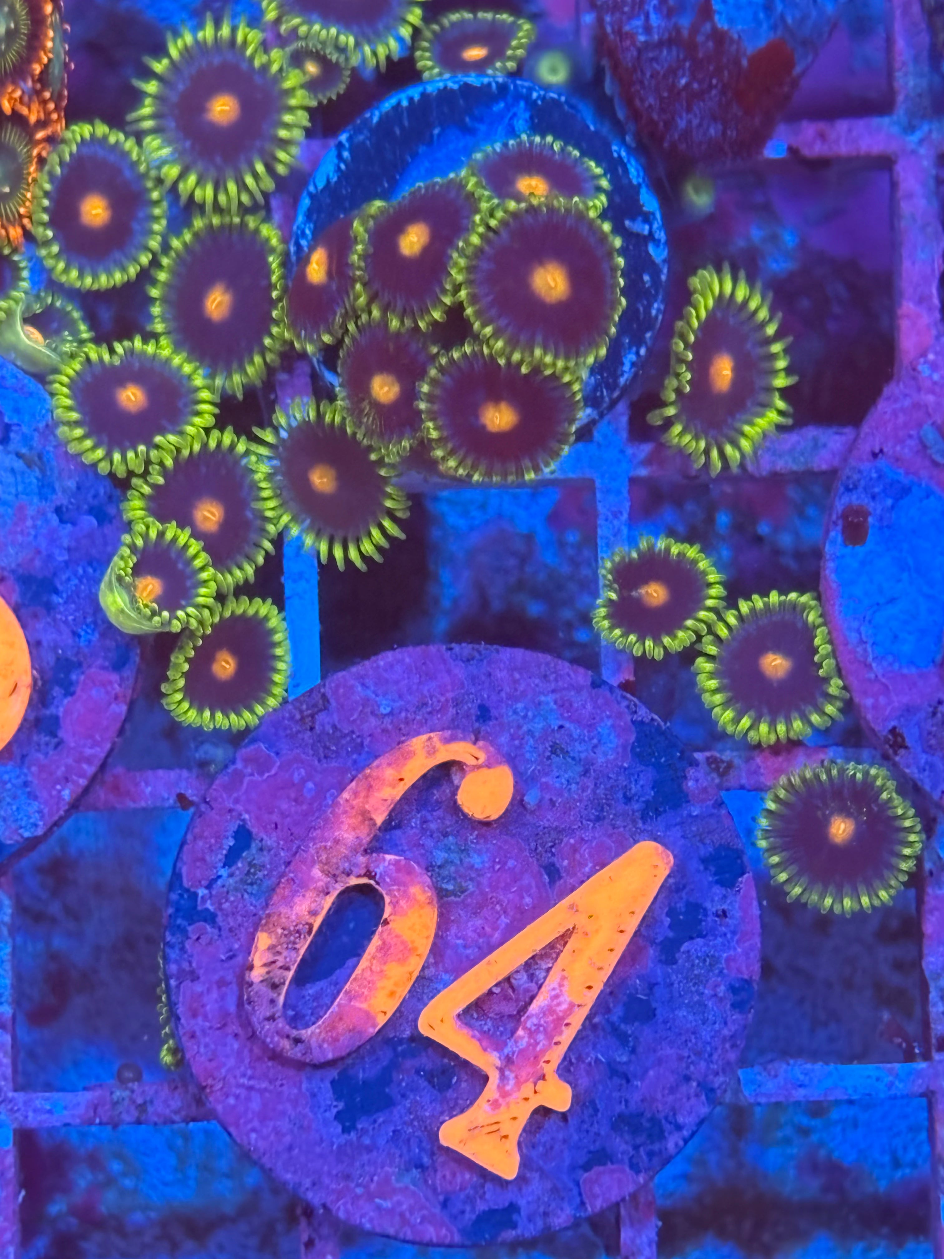 Blow Pop Zoanthids