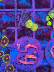 Golden Girls Zoanthids