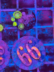 Lemon Laser Zoanthids