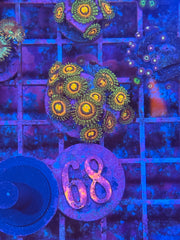 Rainbow Incinerator Zoanthids