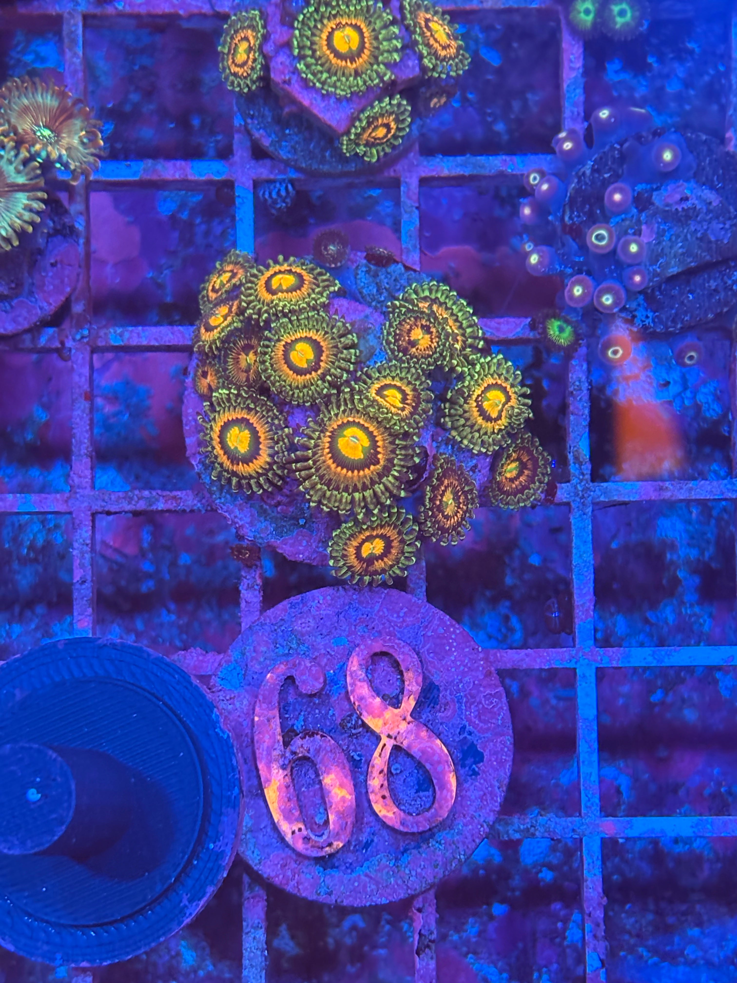 Rainbow Incinerator Zoanthids