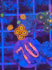 Oxides Zoanthids