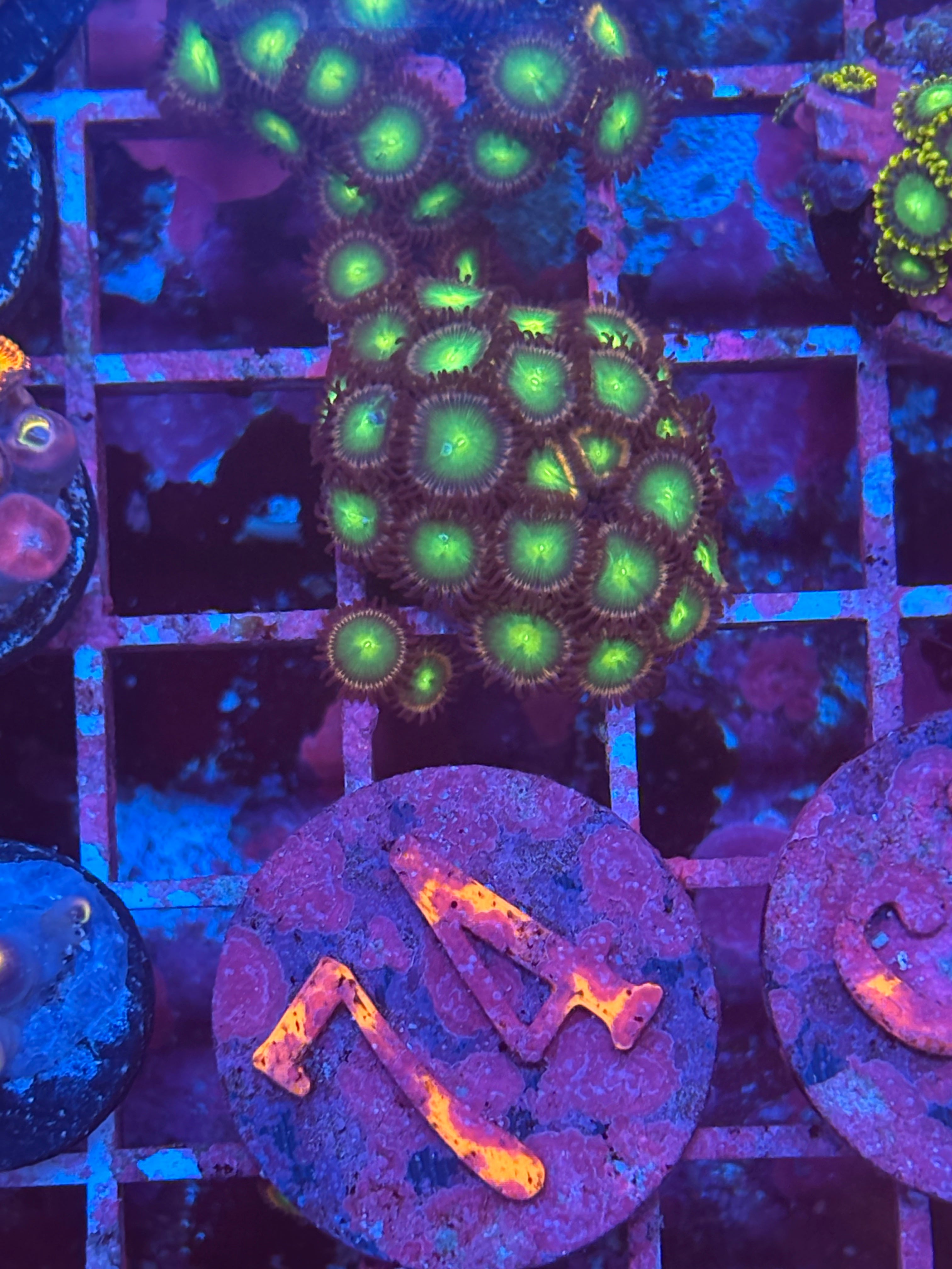 BuzzLightYear Zoanthids