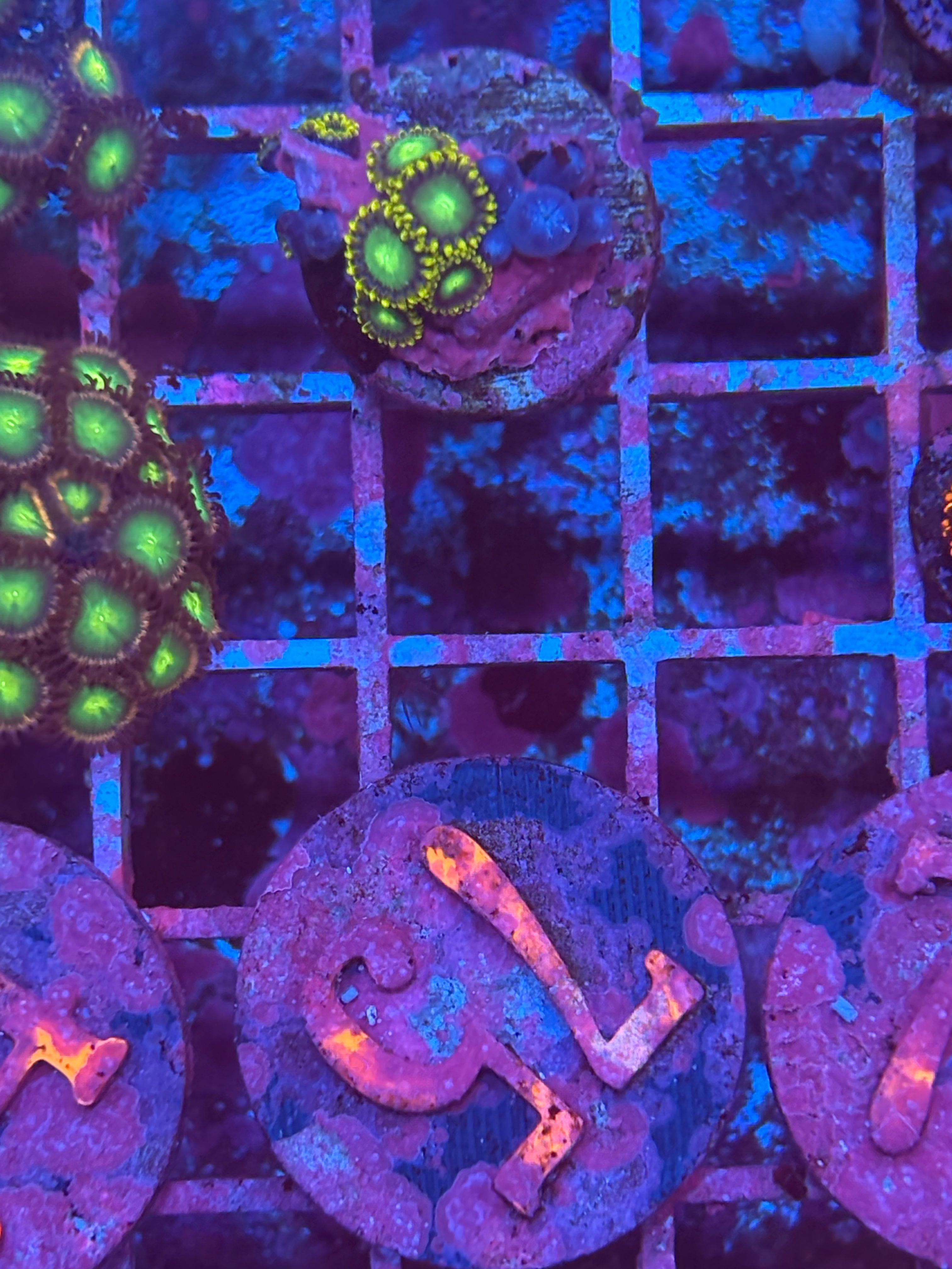 Radioactive Dragon Eye