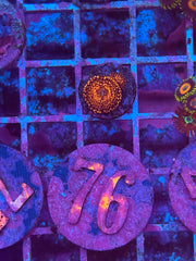 Nightmare Zoanthids