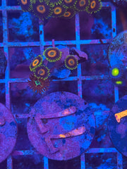 Eagle Eye Zoanthids