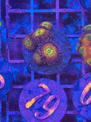 Krak God Zoanthids