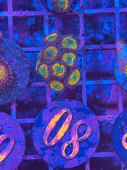 Hydros Sun Slime Zoanthids