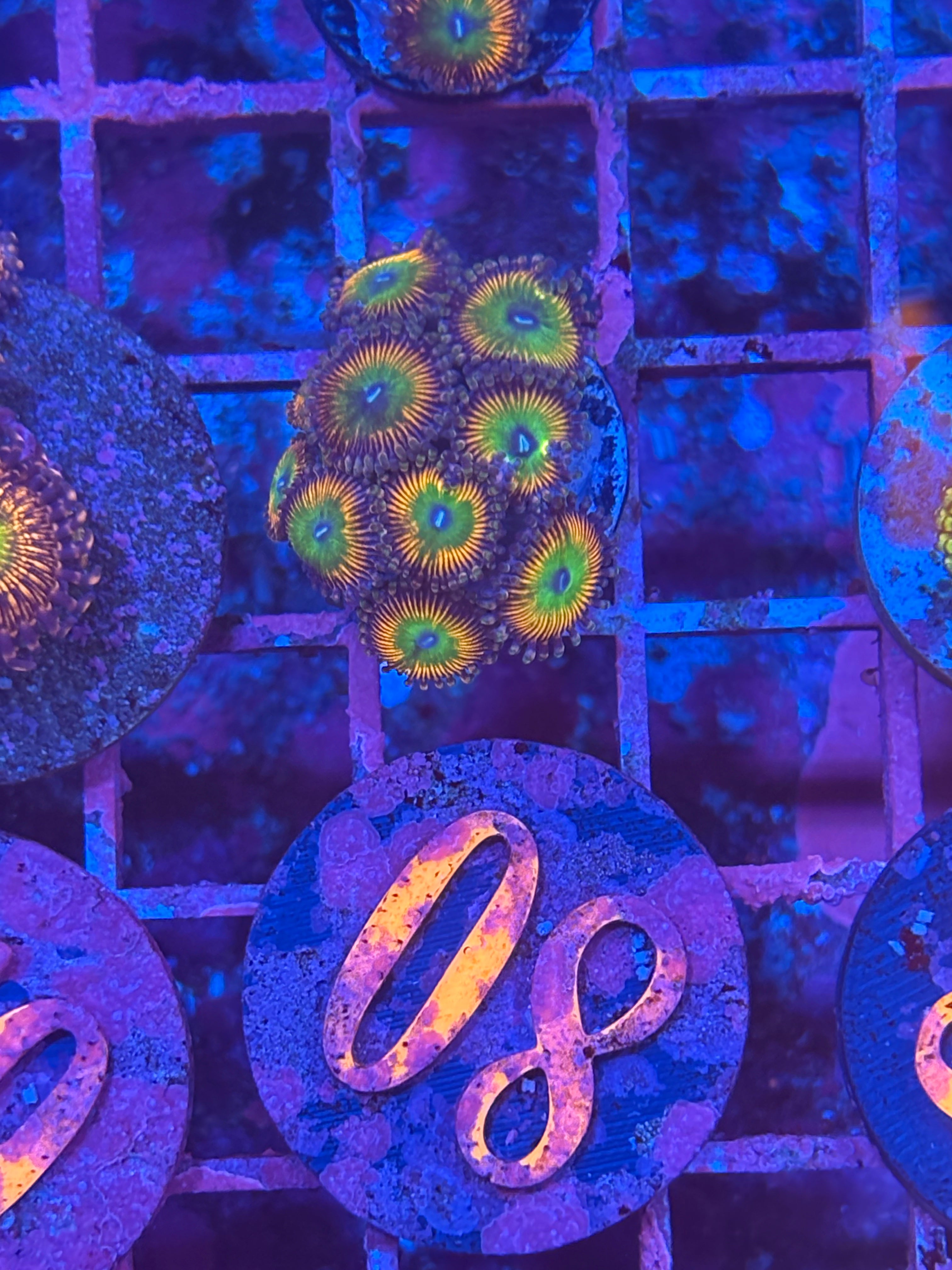 Hydros Sun Slime Zoanthids