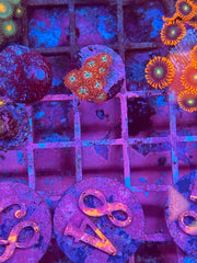 Angel Eye Zoanthids