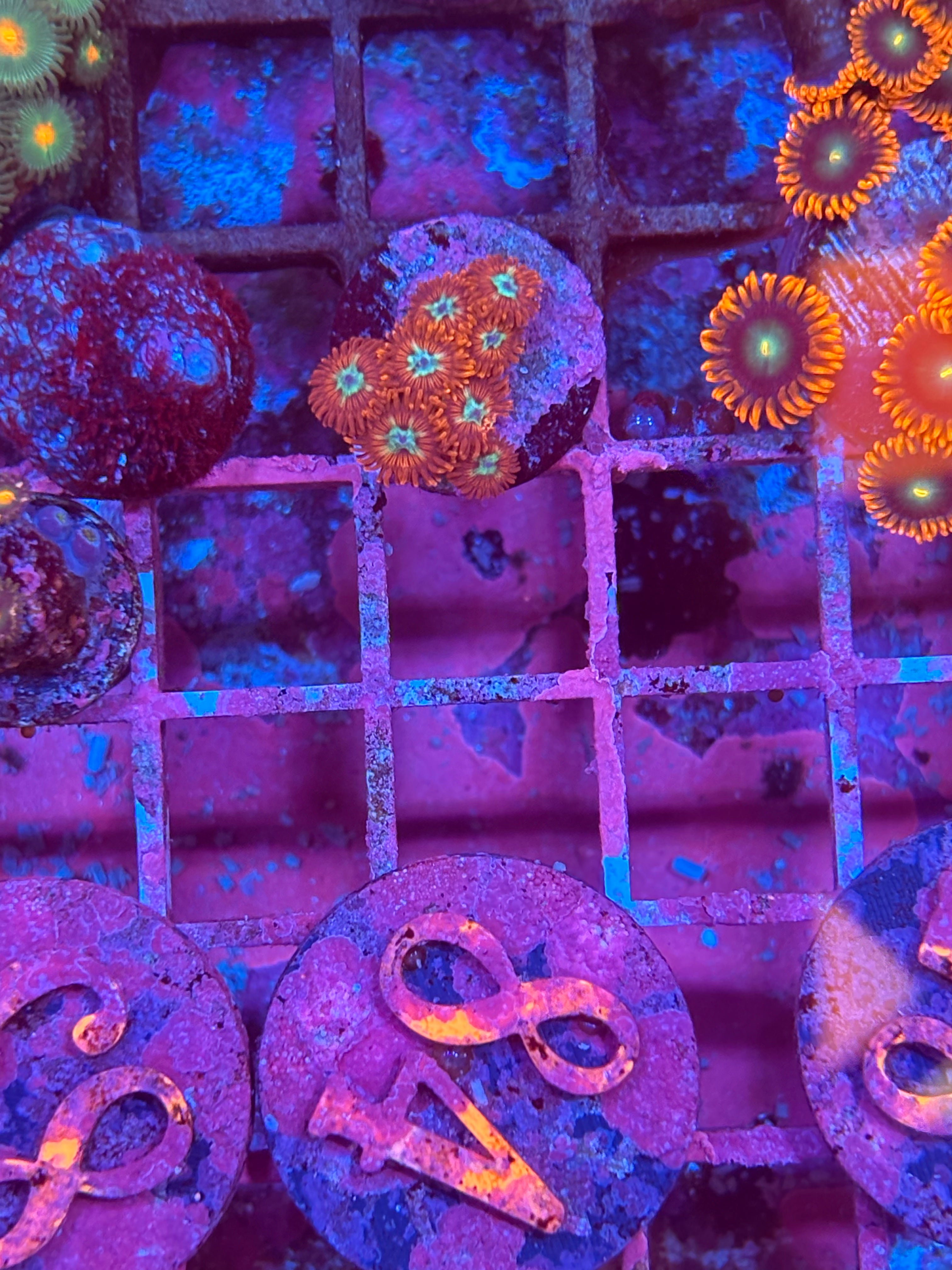 Angel Eye Zoanthids