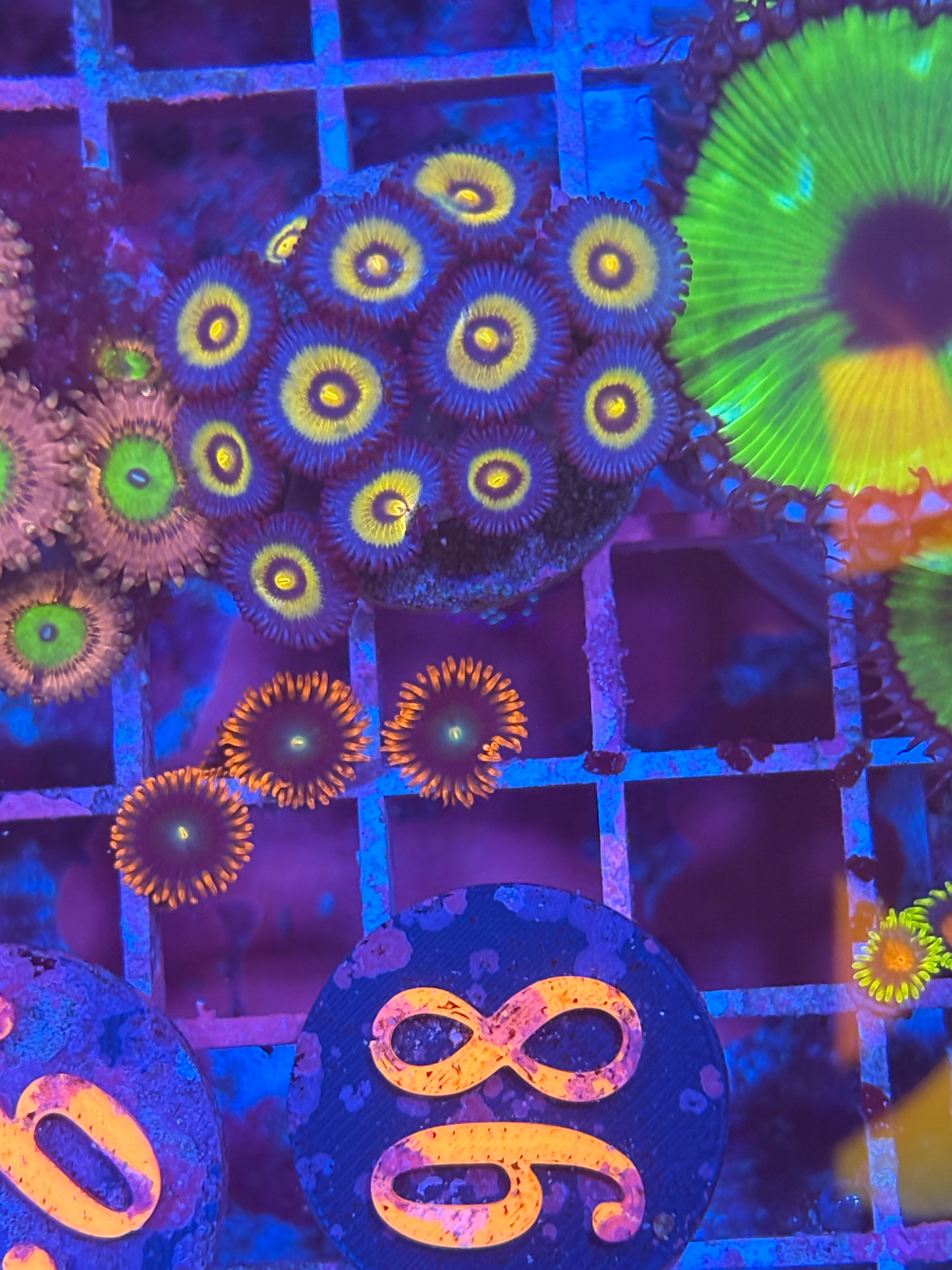 Wolverine’s Zoanthids