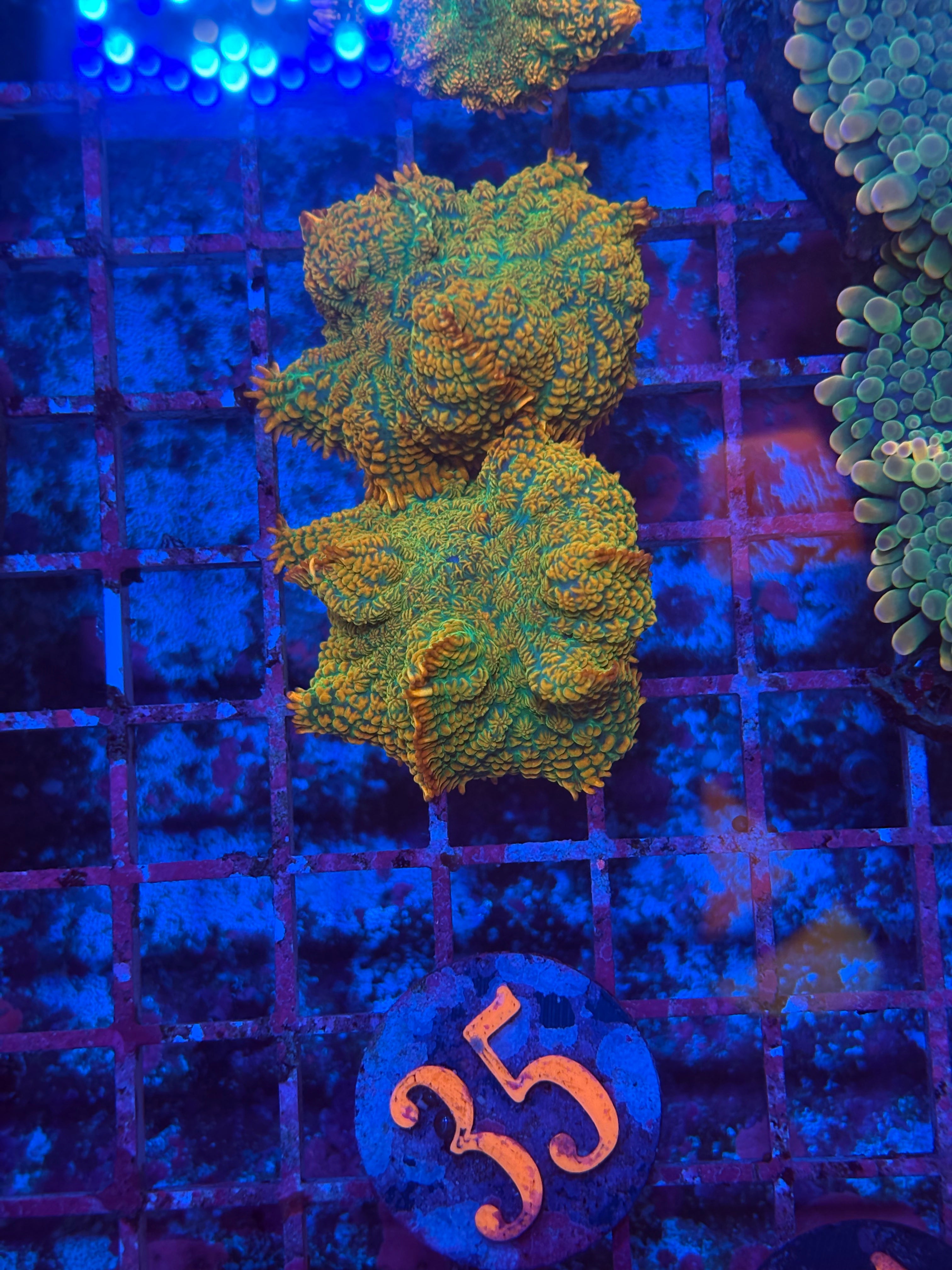 Tequila Sunrise Mushroom