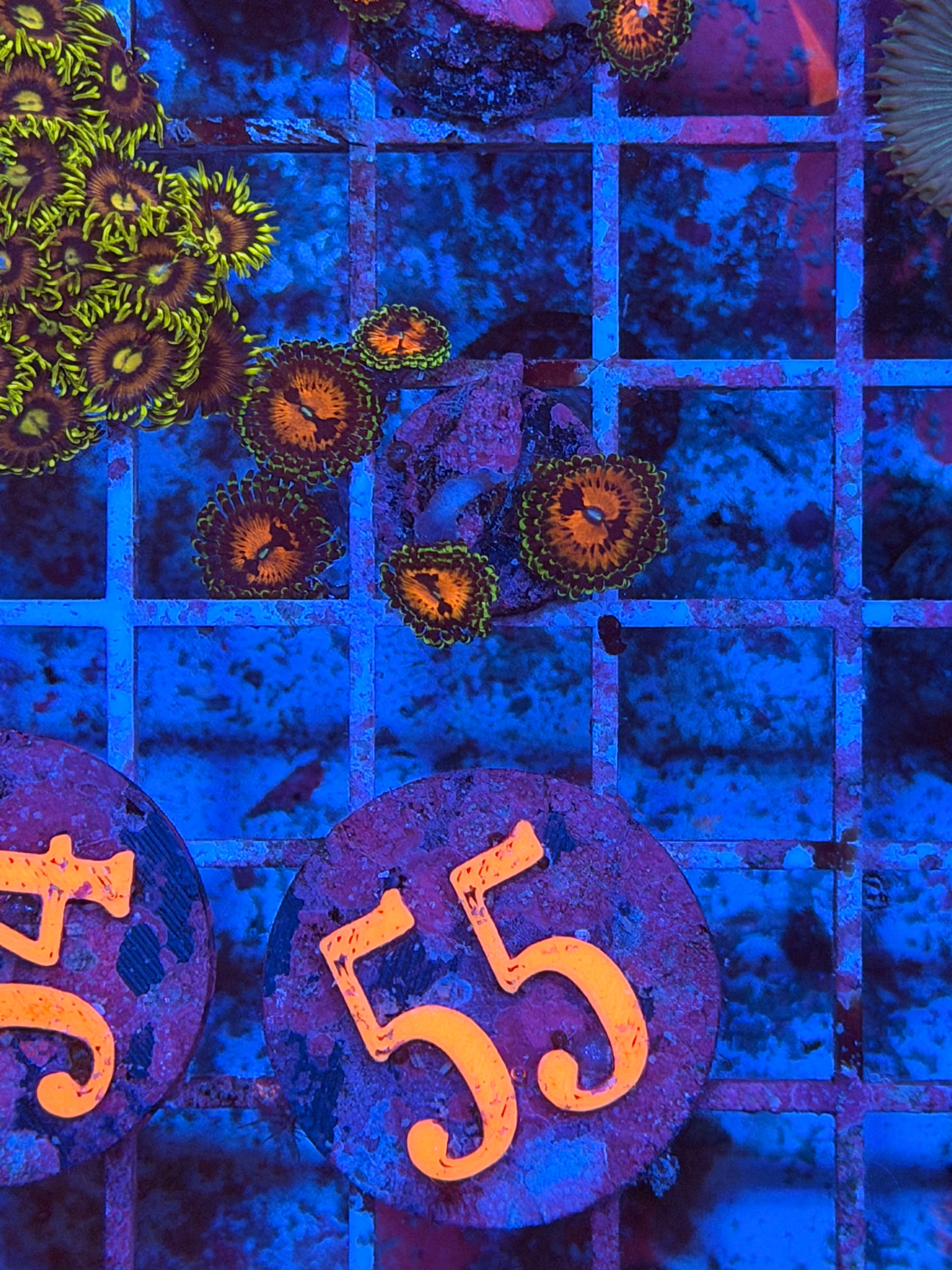 Bowtie Blaster Zoanthid