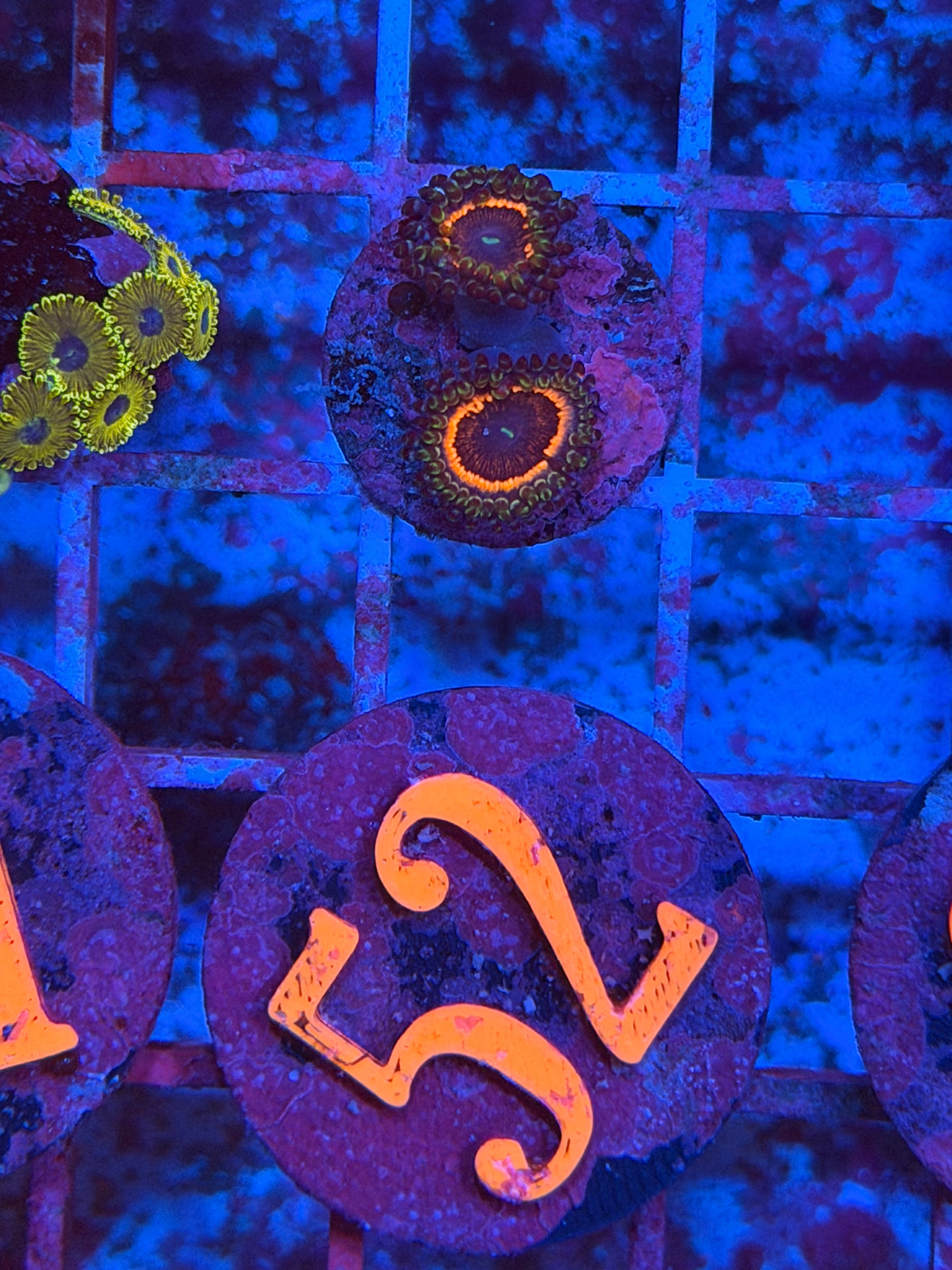 Armor of God Zoanthids