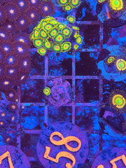 Rasta Zoanthids