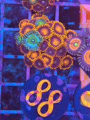 Zoanthids Mix