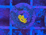Great Owl Zoanthids